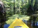 Kayaking: South of the Dismal Swamp in NC